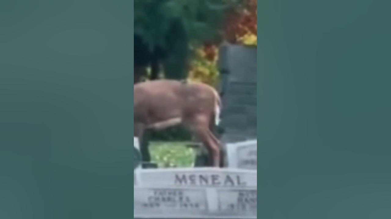 SKIN WALKER SHAPE SHIFTS INTO DEER DISGUISE ON CAMERA! Wendigo? | Squatch Watchers