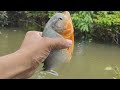 Pescaria no lago dos periquitos 🎣