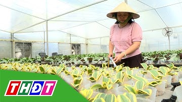 Khởi nghiệp từ đam mê và sáng tạo | Nông dân khởi nghiệp - 7/12/2025 | THDT