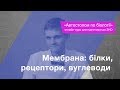 Мембрана: білки, рецептори, вуглеводи – Підготовка до ЗНО – Біологія