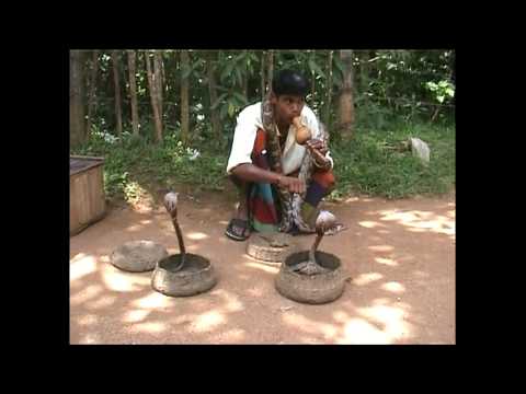Video: I Kina Fant De En Kobra Med To Hoder - Alternativt Syn