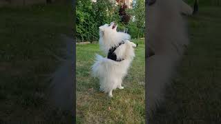 MindBlowing Pomeranian Tricks: Unleashing the Canine Genius  #pomeranian #shorts #tricks