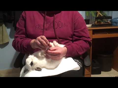 Βίντεο: Πώς να πλένετε διακοσμητικά κουνέλια