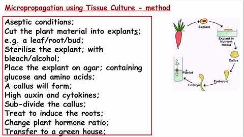 6.2.1. Cloning and biotechnology b i) The production clones by micropropagation and tissue culture