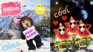 Gifgab - Make & share funny GIFs screenshot 5