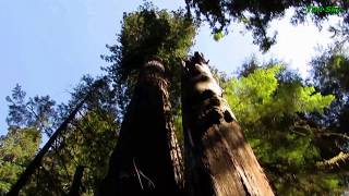 #redwoodforest #foresthike #treadmill this giant redwood tree grove is
located a few miles east of crescent city. coastal town at the far
northwester...