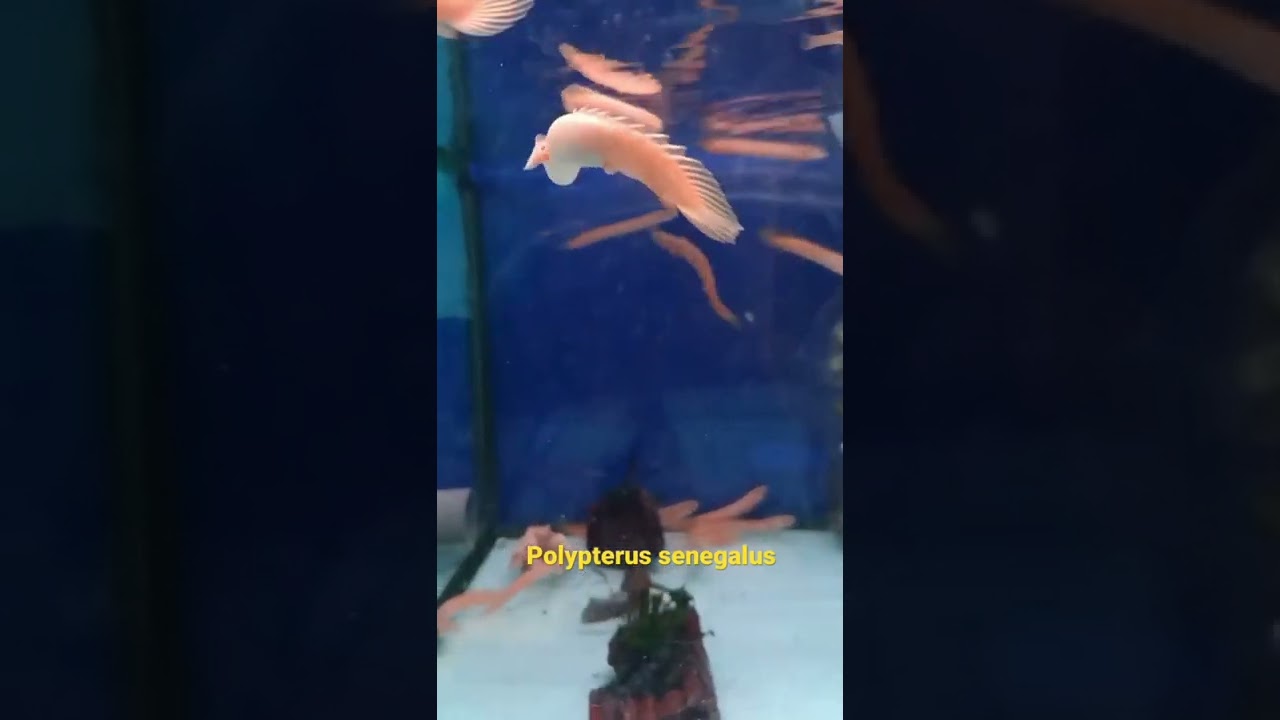 Polypterus senegalus