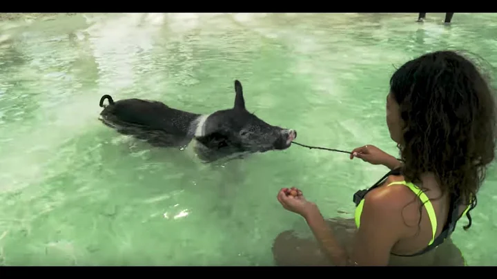 Swim with Pigs in the Bahamas with SI Swimsuit's Cover Model