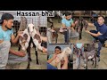 Hassan goat farm hyderabadi goat a1quality breed line female hassan bhai contact