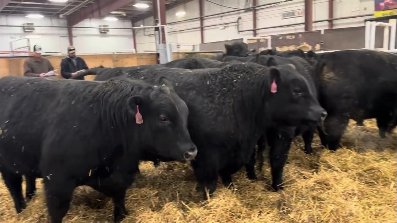 Bull Auction YouTube