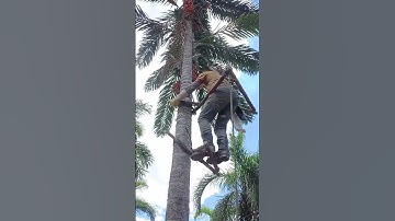 Oil Palm Fruit Harvesting: A Clever Way of Climbing the Palm