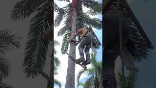 Oil Palm Fruit Harvesting A Clever Way Of Climbing The Palm
