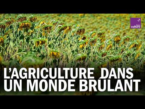 CANICULES : pourquoi l’AGRICULTURE est en première ligne