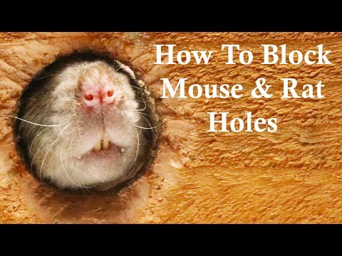 The Best Ways To Block Mouse Rat Holes Keep Rats Out Of