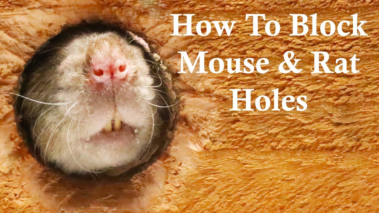The Best Ways To Block Mouse Rat Holes Keep Rats Out Of Your House Mousetrap Monday Youtube