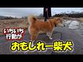 柴犬は飼うのが難しいだって?この子を見たらそうは思わないはずだよ