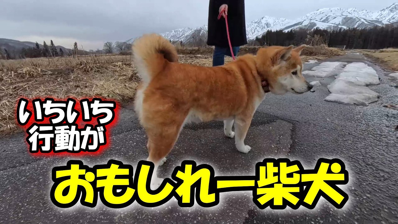 柴犬は飼うのが難しいだって?この子を見たらそうは思わないはずだよ