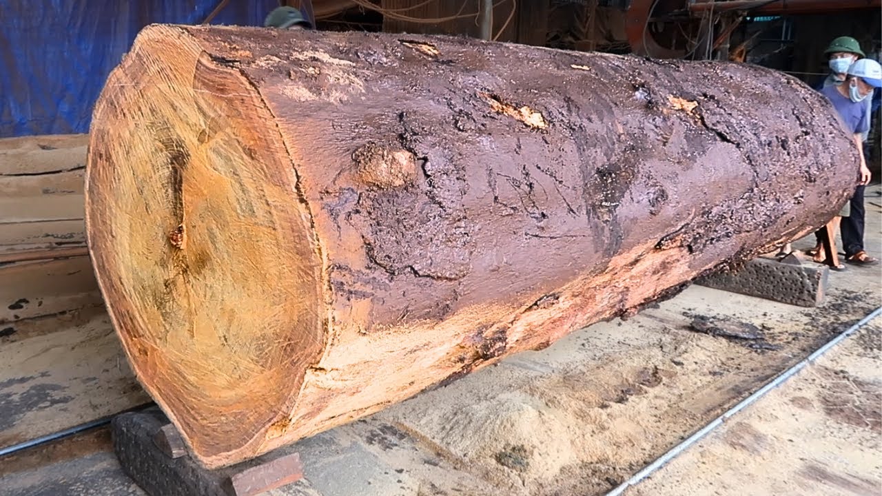 The process of sawing 1000yearold rare and precious ironwood trees at