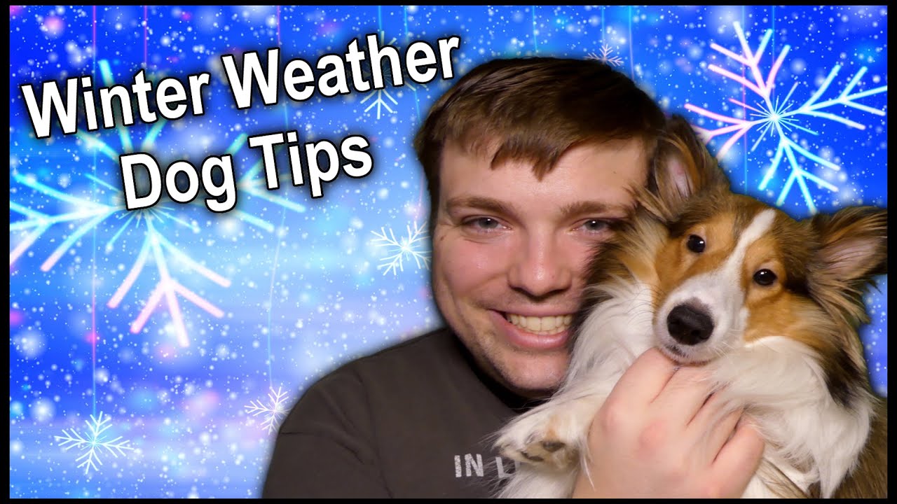 Winter Weather Dog Tips - Keep Your Puppy Safe In the Winter ...