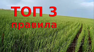 Главное правило при выращивание льна!