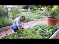 How to Grow Anemones // Soaking, Pre-sprouting, Planting, Harvesting, and Storing Anemone Corms
