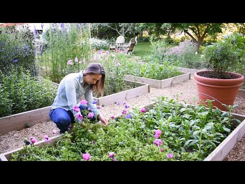 How to Grow Anemones // Soaking, Pre-sprouting, Planting, Harvesting, and Storing Anemone Corms