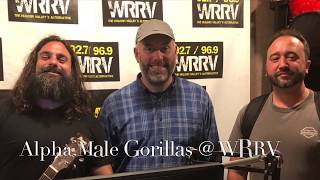 Alpha Male Gorillas Perform ‘65’ In Studio