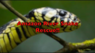 Amazon River Snake rescue!