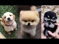 Why dogs reaction was satisfying to watch