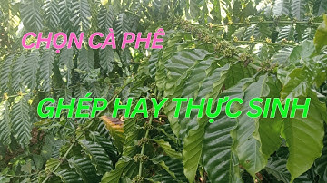 Nên Trồng Mới Cà Phê Ghép Hay Cà Phê Thực Sinh. #nôngnghiệp #caphe #chọn giống cà phê