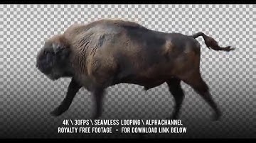 European Wood Bison Wisent running. Isolated animation. Alpha channel.