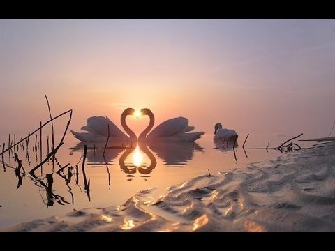 Библиотека - Загадка Александрийской библиотеки 1