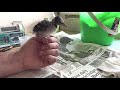 Feeding a Baby Blue Jay Fledgling and Releasing it to the Wild