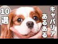 【キャバリア】あるある･特徴１０選‼︎飼い主さんは絶対共感できる⁉︎