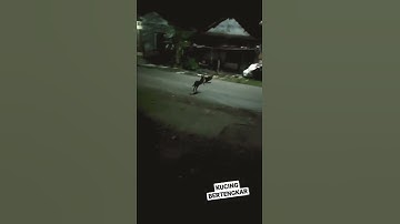 Ekspresi Kucing Hitam Bertengkar di malam hari #kucing #kucingkampung #kucinglucu
