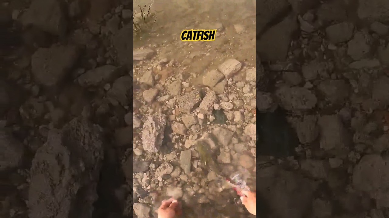 🎣 Catfish catch and release at Elephant Butte Lake New Mexico 