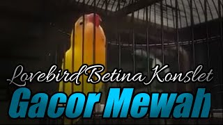 Lovebird Betina Konslet Gacor Mewah