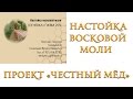 Проект "Честный мёд". Настойка восковой моли.