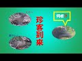 【珍客到来】裏の空き地や林にやって来る野鳥&イノシシ(猪)