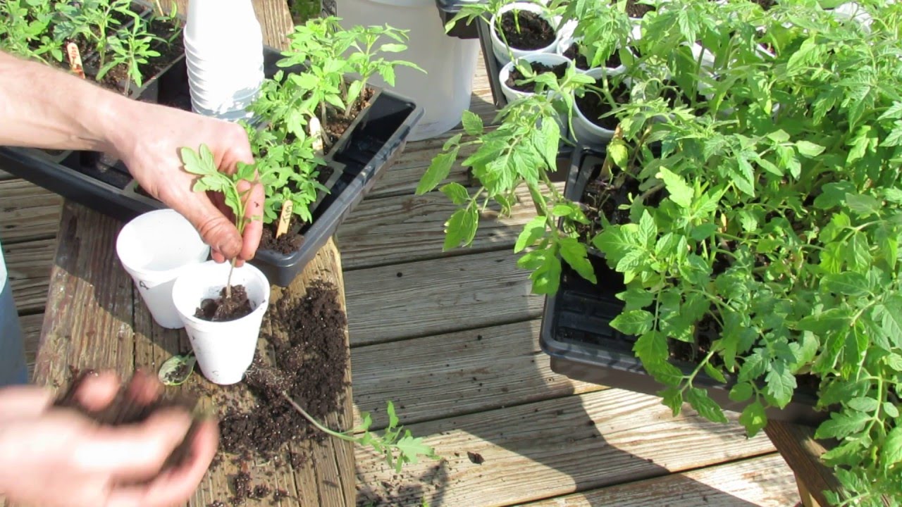 (4 of 9) Growing Tomatoes & Peppers: Cup Transplanting Tomatoes