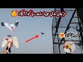 Marjaan Madi Jaisa Raat Raha Kabutar Pakra 🥳 | Sheikhoo Pigeons Club