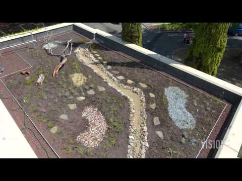 Video: Unusual Experiment Of Scientists From The University Of Melbourne With Green Roofs