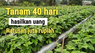 5 TANAMAN YANG SUPER CEPAT MENGHASILKAN UANG