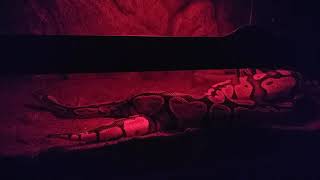 Ball Pythons- She says yes!! Rajesh and Phaedra