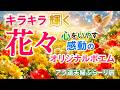 いやしのポエム&美しい花々