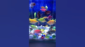 Fish / Cá buồm / Cá vàng bơi #aquarium #cácảnh #cávàng #concá