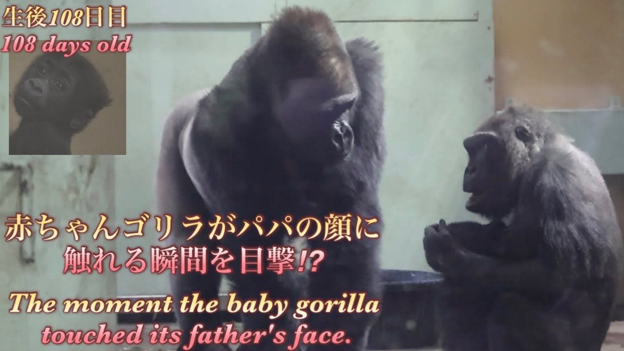 ゴリラにしては薄毛 Gorilla⭐️ For just a brief moment, the baby gorilla touched his
