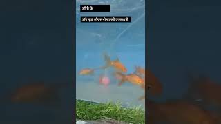 Pet Lover- Fish Lever है तो दक्ष सोनवाने से मिल लीजिए