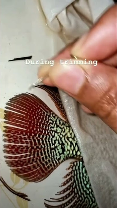 Indonesian cencu fin trimming update!
