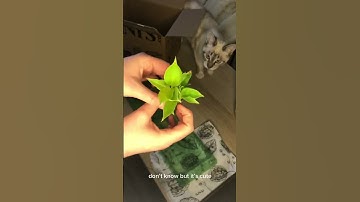 PLNTS sustainability box!💚 #plants #plantmom #plantparent #plantlover #unboxing #sustainability #box